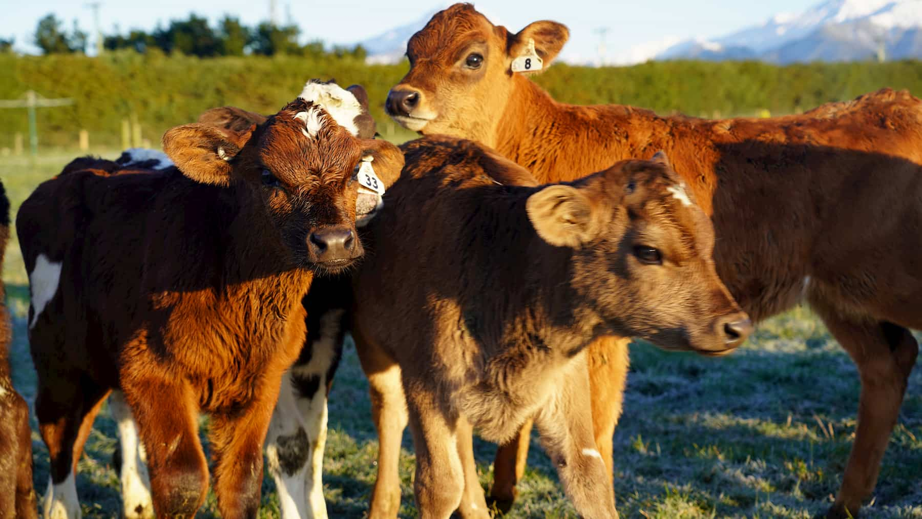 Southern Pastures calves